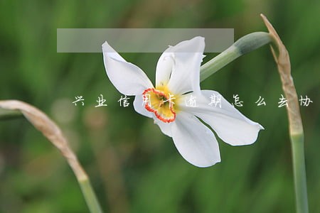 兴业信用卡逾期怎么去协商还款 兴业信用卡逾期怎么去协商还款