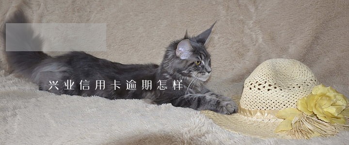 兴业信用卡逾期怎样 兴业信用卡逾期怎样