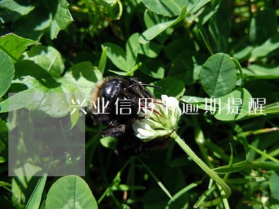 兴业信用卡逾期提醒 兴业信用卡逾期提醒