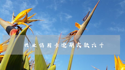 兴业信用卡逾期欠款六千