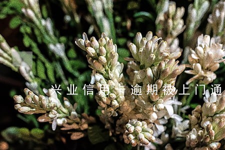 兴业信用卡逾期被上门通知
