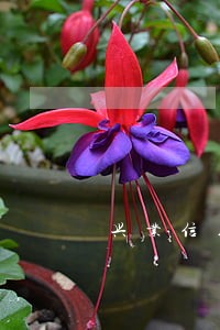 兴业信用卡逾期让还全款