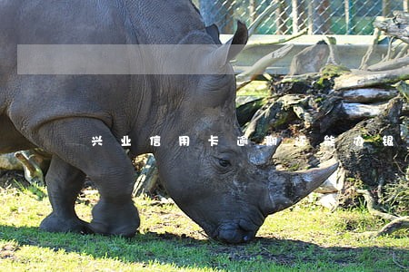 兴业信用卡逾期还能办银行卡吗 兴业信用卡逾期还能办银行卡吗
