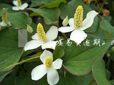兴业小鲨易贷逾期2000 兴业小鲨易贷逾期2000