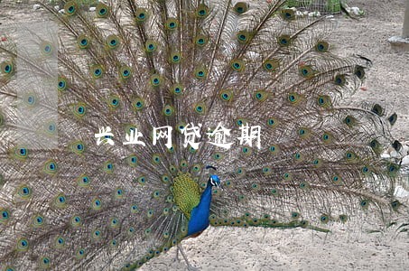 兴业网贷逾期 兴业网贷逾期