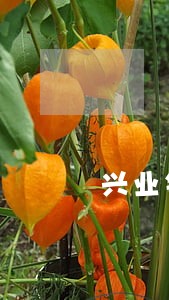 兴业银行8000逾期三个月了 兴业银行8000逾期三个月了