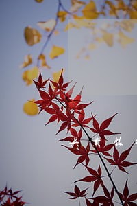 兴业银行信用卡有一次逾期怎么办 兴业银行信用卡有一次逾期怎么办