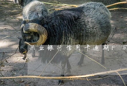 兴业银行信用卡逾期5万多久上门