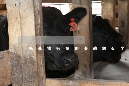 兴业银行信用卡逾期6个月 兴业银行信用卡逾期6个月