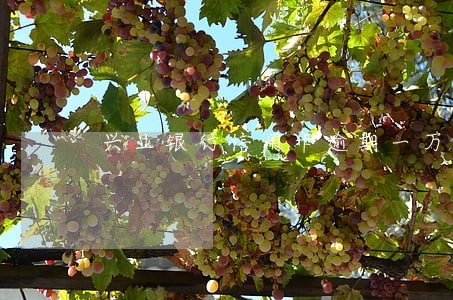兴业银行信用卡逾期一万三个月
