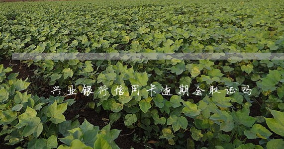 兴业银行信用卡逾期会取证吗 兴业银行信用卡逾期会取证吗