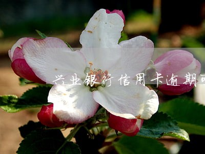 兴业银行信用卡逾期可以分期还吗 兴业银行信用卡逾期可以分期还吗