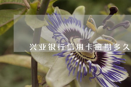 兴业银行信用卡逾期多久能申请 兴业银行信用卡逾期多久能申请