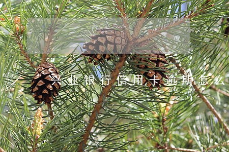 兴业银行信用卡逾期怎么回事 兴业银行信用卡逾期怎么回事