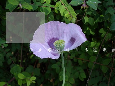 兴业银行信用卡逾期投诉 兴业银行信用卡逾期投诉