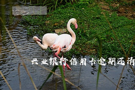 兴业银行信用卡逾期还清注销 兴业银行信用卡逾期还清注销