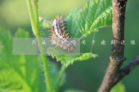 兴业银行信用卡逾期送催缴函 兴业银行信用卡逾期送催缴函