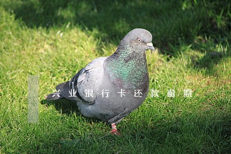 兴业银行卡还款逾期 兴业银行卡还款逾期