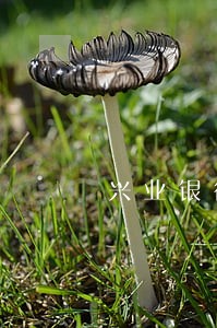 兴业银行年费逾期有影响吗 兴业银行年费逾期有影响吗