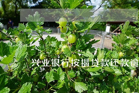 兴业银行按揭贷款还款逾期 兴业银行按揭贷款还款逾期