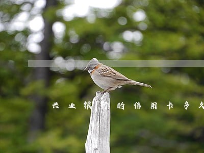 兴业银行的信用卡多久还款算逾期 兴业银行的信用卡多久还款算逾期