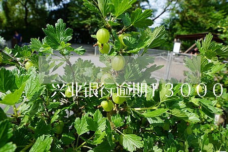 兴业银行逾期13000两年