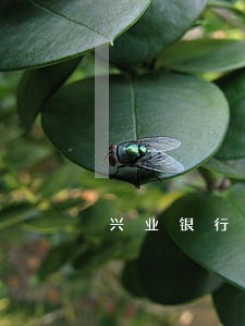 兴业银行逾期了利息咋要回来 兴业银行逾期了利息咋要回来