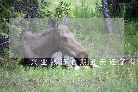 兴业银行逾期五天还了有影响吗 兴业银行逾期五天还了有影响吗