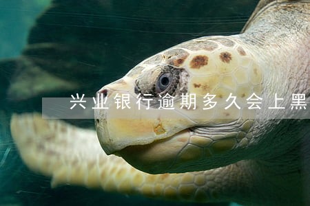 兴业银行逾期多久会上黑名单 兴业银行逾期多久会上黑名单