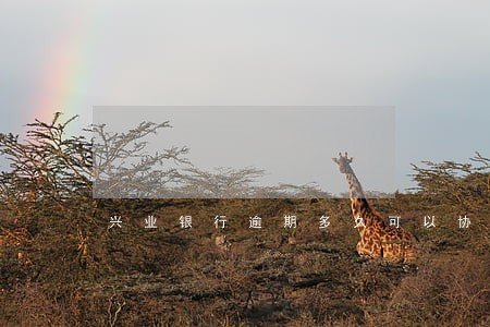 兴业银行逾期多久可以协商 兴业银行逾期多久可以协商