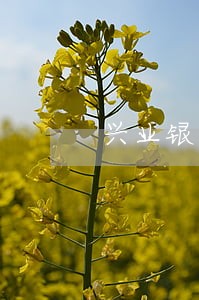 兴业银行逾期强制扣款