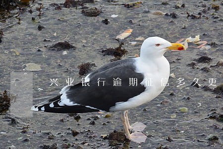 兴业银行逾期征信多久更新 兴业银行逾期征信多久更新