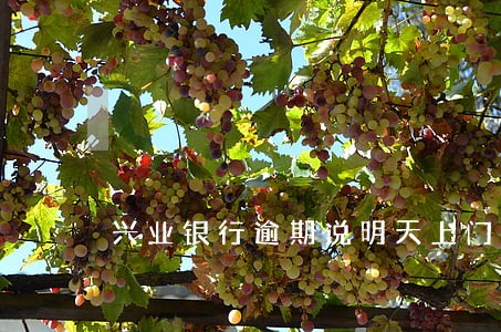 兴业银行逾期说明天上门怎么办 兴业银行逾期说明天上门怎么办