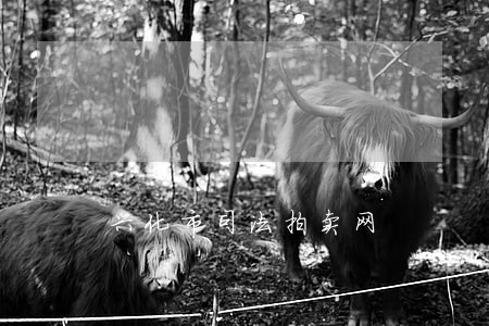 兴化市司法拍卖网 兴化市司法拍卖网