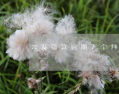 兴发贷款逾期7个月 兴发贷款逾期7个月