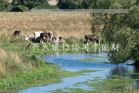 兴大银行信用卡逾期 兴大银行信用卡逾期