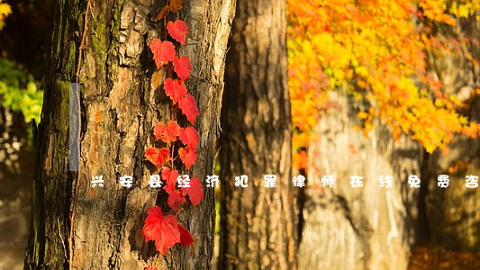 兴安县经济犯罪律师在线免费咨询 兴安县经济犯罪律师在线免费咨询