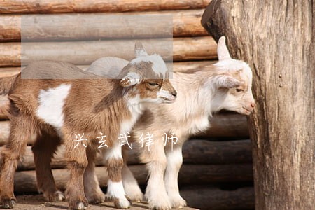 兴玄武律师 兴玄武律师