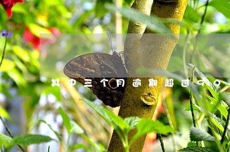 其中三个月逾期超过90天 其中三个月逾期超过90天