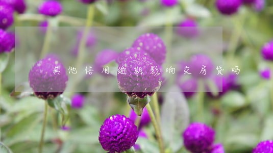 其他信用逾期影响交房贷吗 其他信用逾期影响交房贷吗
