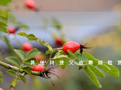 其他网贷又逾期微粒贷还能借吗 其他网贷又逾期微粒贷还能借吗