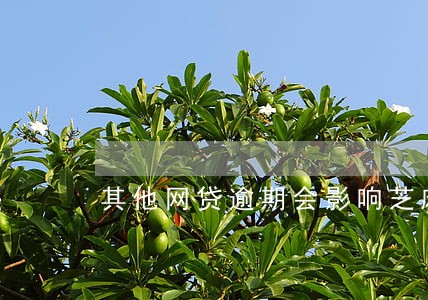其他网贷逾期会影响芝麻信用卡
