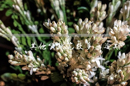 其他贷款笔数多无逾期 其他贷款笔数多无逾期