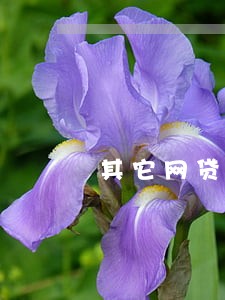 其它网贷逾期钱伴能通过吗 其它网贷逾期钱伴能通过吗