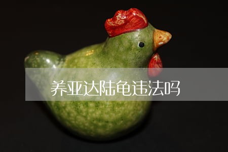 养亚达陆龟违法吗 养亚达陆龟违法吗