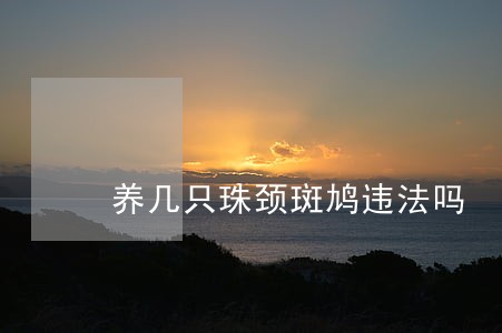 养几只珠颈斑鸠违法吗 养几只珠颈斑鸠违法吗