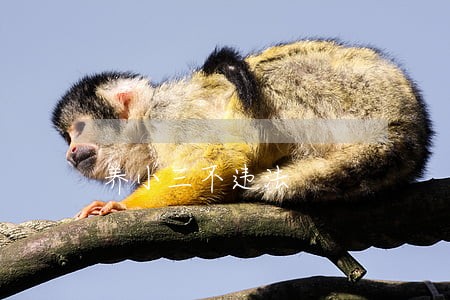 养小三不违法 养小三不违法