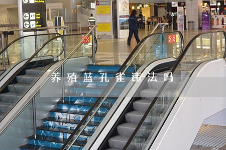 养殖蓝孔雀违法吗 养殖蓝孔雀违法吗