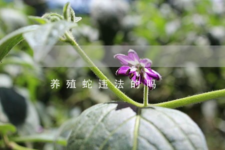 养殖蛇违法的吗 养殖蛇违法的吗