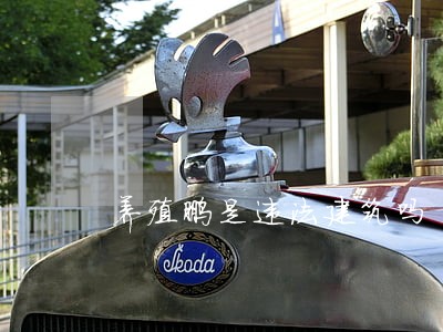 养殖鹏是违法建筑吗 养殖鹏是违法建筑吗